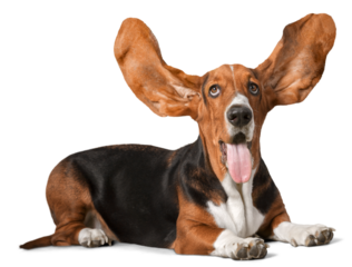 Cute Basset Hound dog on white background