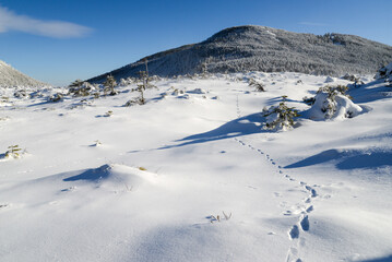 八ヶ岳の景色　テンの足跡の残る雪原の先に縞枯山
