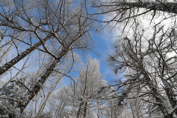 八ヶ岳の景色　八ヶ岳ブルーの空の下、霧氷の針葉樹林　蓼科山