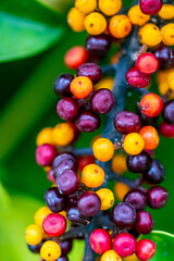 Fototapeta na wymiar Arbusto con frutos redondos de distintos colores.
