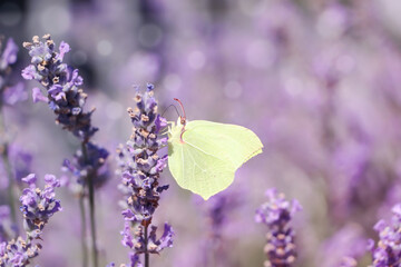 Beautiful butterfly in lavender field on sunny day, closeup