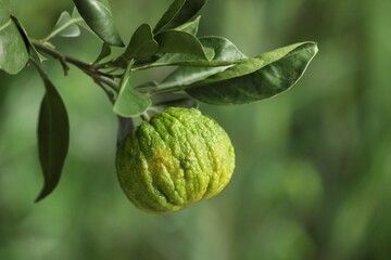 Closeup view of bergamot tree with fruit outdoors