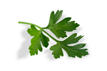 Green fresh parsley branch isolated on white