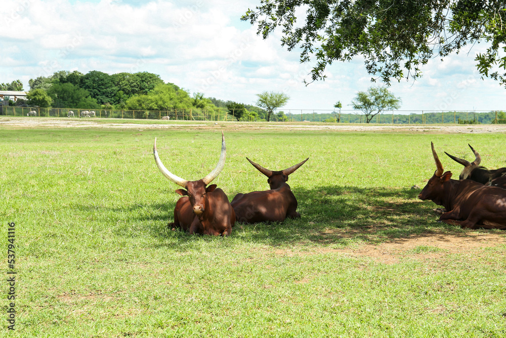 Sticker Beautiful Ankole cows on green lawn in safari park