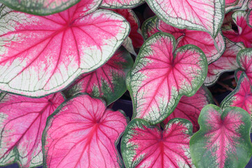 Vibrant pink caladium foliage plant