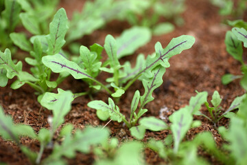 Growing red-veined rocket