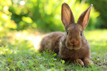 Cute fluffy rabbit on green grass outdoors. Space for text
