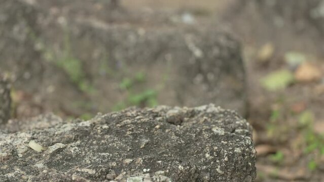 a spinifex pigeon hops down off a rock at granite gorge near mareeba of qld, australia