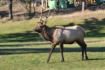 elk in the park