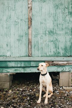 Cute dog