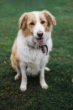 Red and white border collie