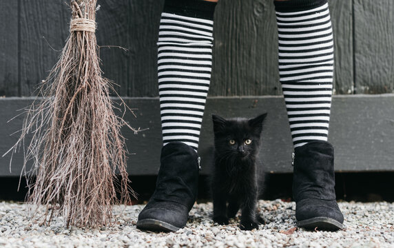 Halloween Kitten