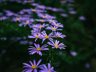 flowers in the garden