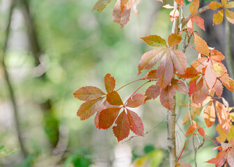 Fototapeta na wymiar autumn leaves on a tree