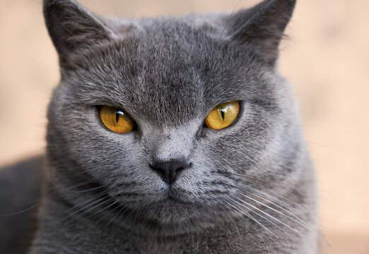 Closeup of beautiful blue cat 