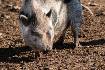 Pig in the farm yard looking for food