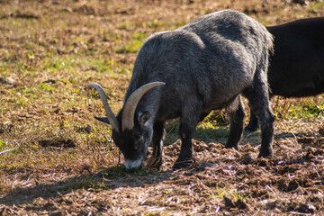 little billy goat eating some grass