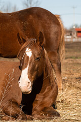 Horse laying on the ground in the field near another horse