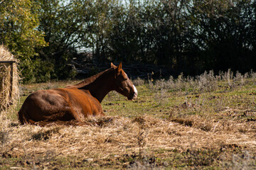 Fototapeta premium Horse resting on the ground laying down in the corral