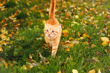 Defocus red kitten in autumn park. Young cat with brown eyes, playing in autumn leaves kitten in yellow leaves. Kitten fall. Out of focus