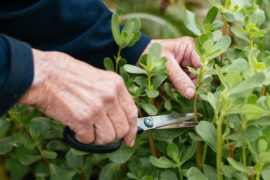 Common Purslane Harvest