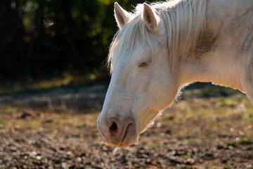 White horse in the sunlight with a cheeky grin on his face. 