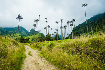 trekking path in Cocora Valley, Rite of Passage from Salento Colombia, Aerial Drone Vision of the Andean Mountains, Highland Cloud Forest