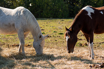 horses in the field grazing