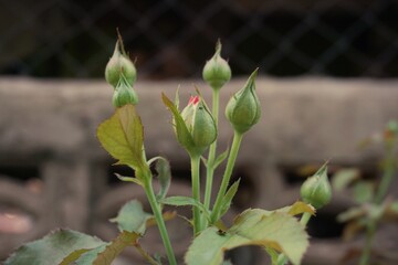 flower in spring,rose buds waiting for the day to bloom