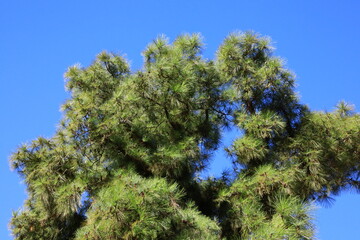 Canary Island pine tree on a blue sky (Pinus canariensis)