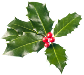 European Holly (Ilex aquifolium) leaves and fruits