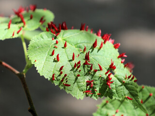 Red larvae maturing on the green leaf