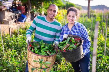 Fototapeta premium Portrait of successful hispanic couple of farmers growing organic vegetables in family garden showing bell peppers crop