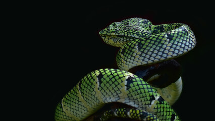 green snake on black background