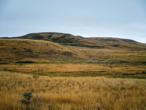 Native prairie grass in the summer.