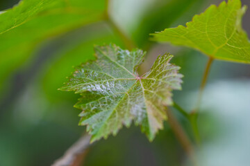 Grape leaves in home garden