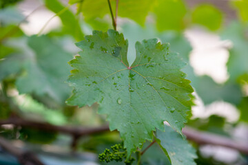 Grape leaves in home garden