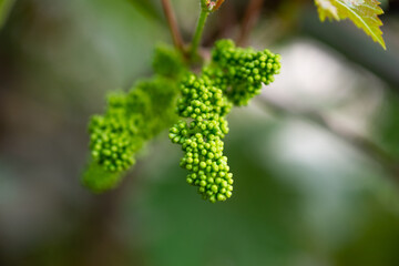 The grapes are flowering in home garden.