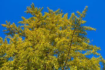 Fototapeta premium イチョウ