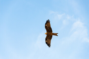 A hawk flying through the blue sky