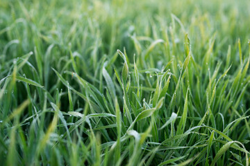 Young wheat plants growing on the soil, Amazingly beautiful endless fields of green wheat grass go far to the horizon.