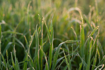 Young wheat plants growing on the soil, Amazingly beautiful endless fields of green wheat grass go far to the horizon.