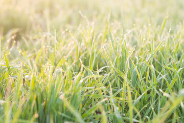 Young wheat plants growing on the soil, Amazingly beautiful endless fields of green wheat grass go far to the horizon.