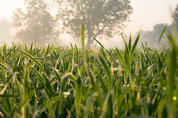Fototapeta premium Young wheat plants growing on the soil, Amazingly beautiful endless fields of green wheat grass go far to the horizon.