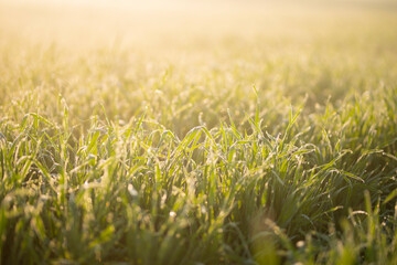 Young wheat plants growing on the soil, Amazingly beautiful endless fields of green wheat grass go far to the horizon.