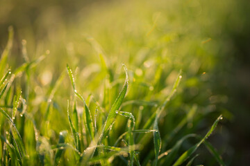 Young wheat plants growing on the soil, Amazingly beautiful endless fields of green wheat grass go far to the horizon.
