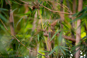 Green Bamboo plants in the forest.