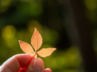 autumn, leaf, leaves, fall, nature, tree, yellow, season, plant, foliage, color, orange, forest, seasonal, flora, october, maple, macro, closeup, hand, hands, finger 