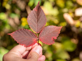 leaf in hand