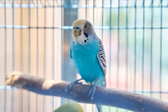 Closeup pet parrot interacting in cage